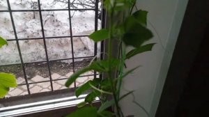 вторник в диком зоопарке за окном