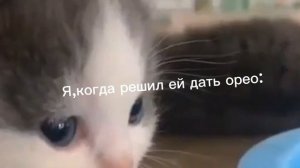 Мисс циркуль,ну ты та за шо?😥