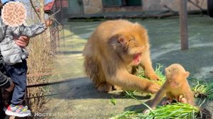 ОТЕЦ ГОДА! Чужие ошибки никого не учат! А у Риты - САН САНЫЧ! Ему всего неделя, а он ТРЕБУЕТ СВОБОДУ