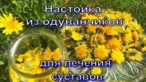 Настойка из одуванчиков для лечения суставов