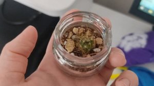 Целых три законченные картины.Обзор на кактусы.Новая алмазная картина.