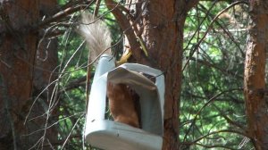 Белочка кушает