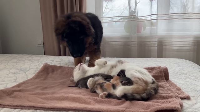 Щенок немецкой овчарки впервые познакомился с кошкой-мамой, у которой родились котята.