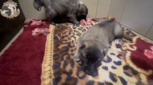 ОБЗОР ДОЛГОЖДАННОГО ПОМЁТА