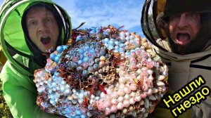 ✅Нашли ГНЕЗДО Гигантских ШЕРШНЕЙ под землёй  ИСКУСАЛИ😱 Обезвреживаем дымовухой опасный РОЙ ДИКИХ ОС