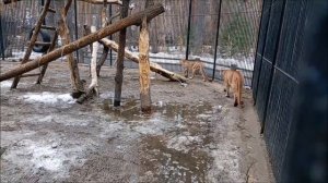 Мичиган ходит за Эри следом 06.04.2026