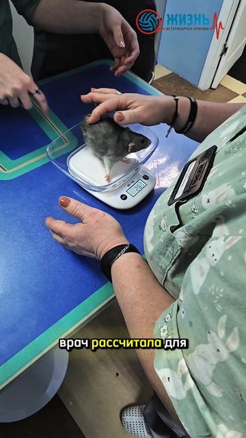 Ветеринар для крыс в Калуге.