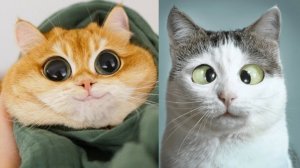 Смешные и забавные животные 😻😺 Лучшие приколы с животными 🐶 Подборка забавных животных