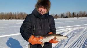 "Колхозная яма". Начало эпопеи.