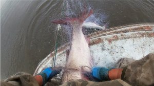 Самая Лучшая Рыбалка 2026. Нашёл Воронку полную Рыбы Крутейшая Рыбалка - Гиганты Рвут Сети на RUTUBE