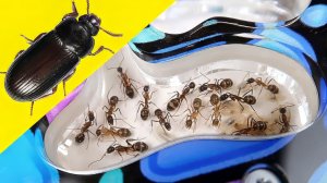 Жук Знахарь для Муравьев! А вы бы сьели Жука Я нет!  Муравьиная ферма, alex boyko