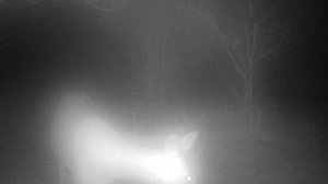 Косуля в тумане