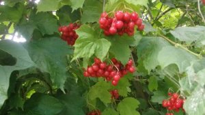 ЧТО РАТЁТ У МЕНЯ В САДУ