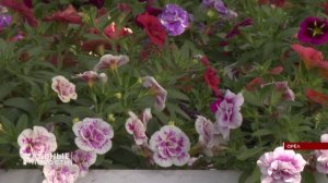 Почти 700 кашпо и более 200 кадок с цветами в конце мая установят на Александровском мосту в Орле.