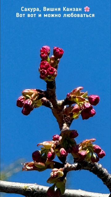 InShot_20260406_210357799 ПАРК ГАЛИЦКОГО Краснодар