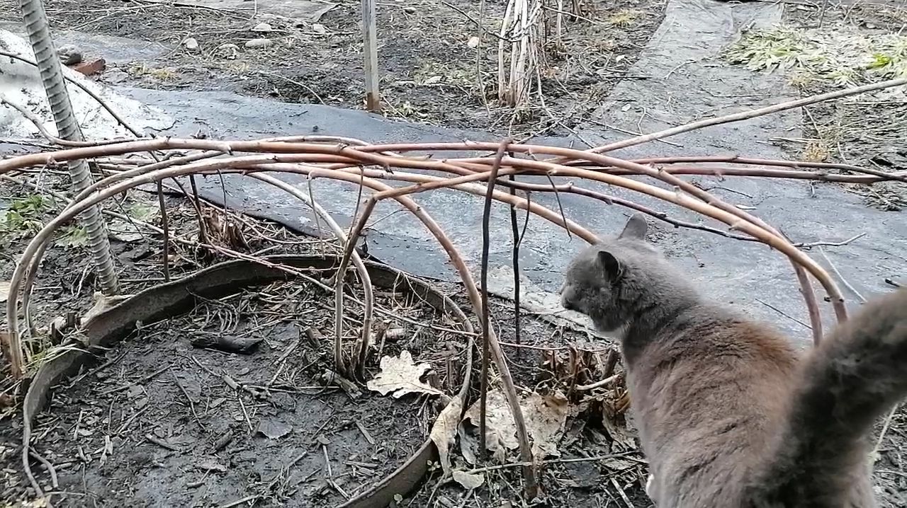 Малина ранней весной. Когда поднимать и подвязывать?
