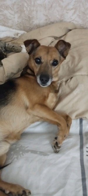 брошенная кошечка