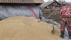 Купили гибкий шнек для зерна/Первая проверка