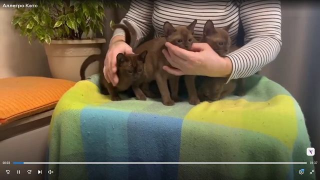 Котята питомника кошек  АЛЛЕГРО КЭТС