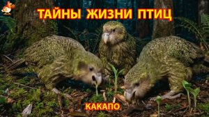 Тайны жизни птиц в природе – Какапо