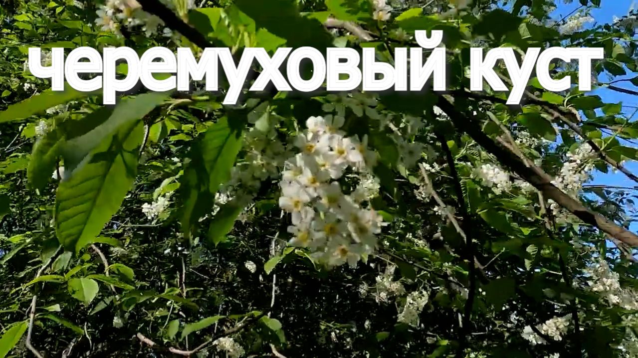 Черемуховый куст