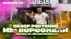Комнатные растения в Казани. Обзор растения выпуск 36. Максгринхоум