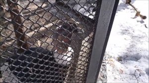 Андские кондоры Нюра и Сократ 02.04.2026