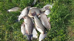 ЛОВЛЯ КАРАСЯ В КАМЫШАХ НА ПОПЛАВОЧНУЮ УДОЧКУ
