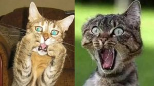 Смешные и забавные животные 😻😺 Лучшие приколы с животными 🐶 Подборка забавных животных