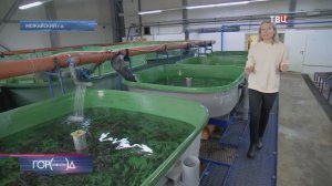 В Подмосковье стерлядь выращивают в искусственных резервуарах