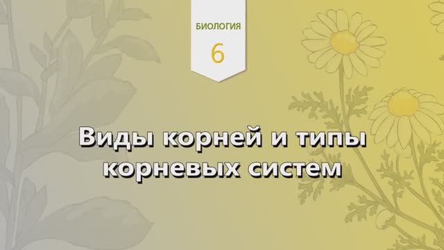 Виды корней и типы корневых систем