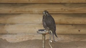 Соколиный двор в Коломенском