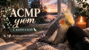 АСМР УЮТ С КОРЕЛЛОЙ 🐦 ЛЕЧИМ НЕРВЫ ЗВУКАМИ