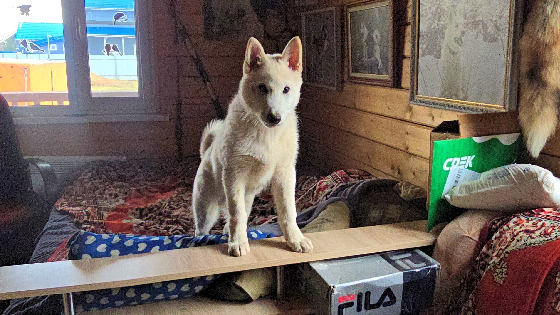 Чеза пропала