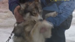 "МИМОХОДОМ", 7 апреля 2014 год. Автор проекта О. Дзиов