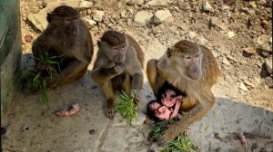 Кто же РОДИЛСЯ в ДОМ2? Дед психанул! Пэдро ловит яблоки! ГАМАДРИЛЫ ждут МЯСО, но выбрали ТРАВУ!