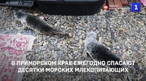 В Приморском крае ежегодно спасают десятки морских млекопитающих