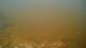 Реакция рыбы на пшено с мёдом