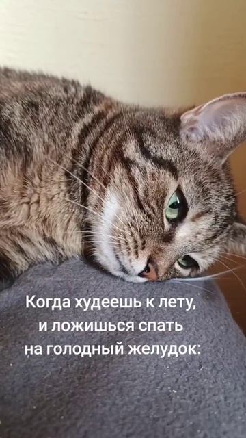 #юмор #прикол #смех #кот