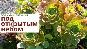 237. Эониумы под открытым небом. Начало апреля