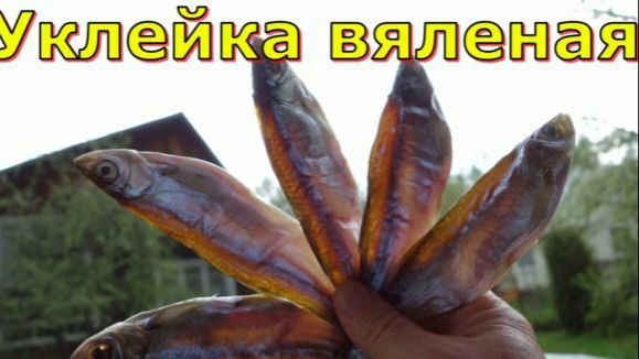 Уклейка вяленая смотреть онлайн