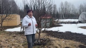 ЗАЩИЩАЕМ СВОЙ САД ВЕСНОЙ.ОБРАБАТЫВАЕМ ДЕРЕВЬЯ И КУСТАРНИКИ