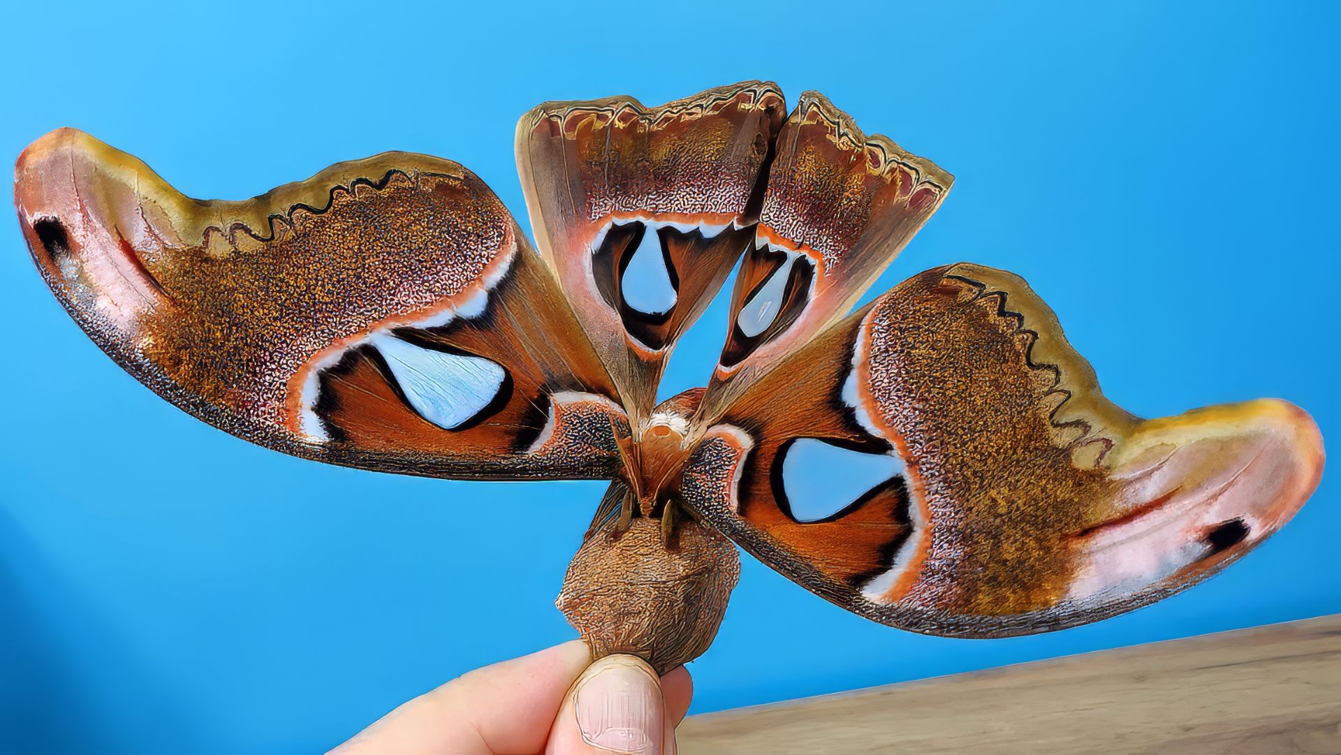 Родилась вторая бабочка и чуть меня не обкакала! Я ее боюсь! Бабачкарий Alex Boyko