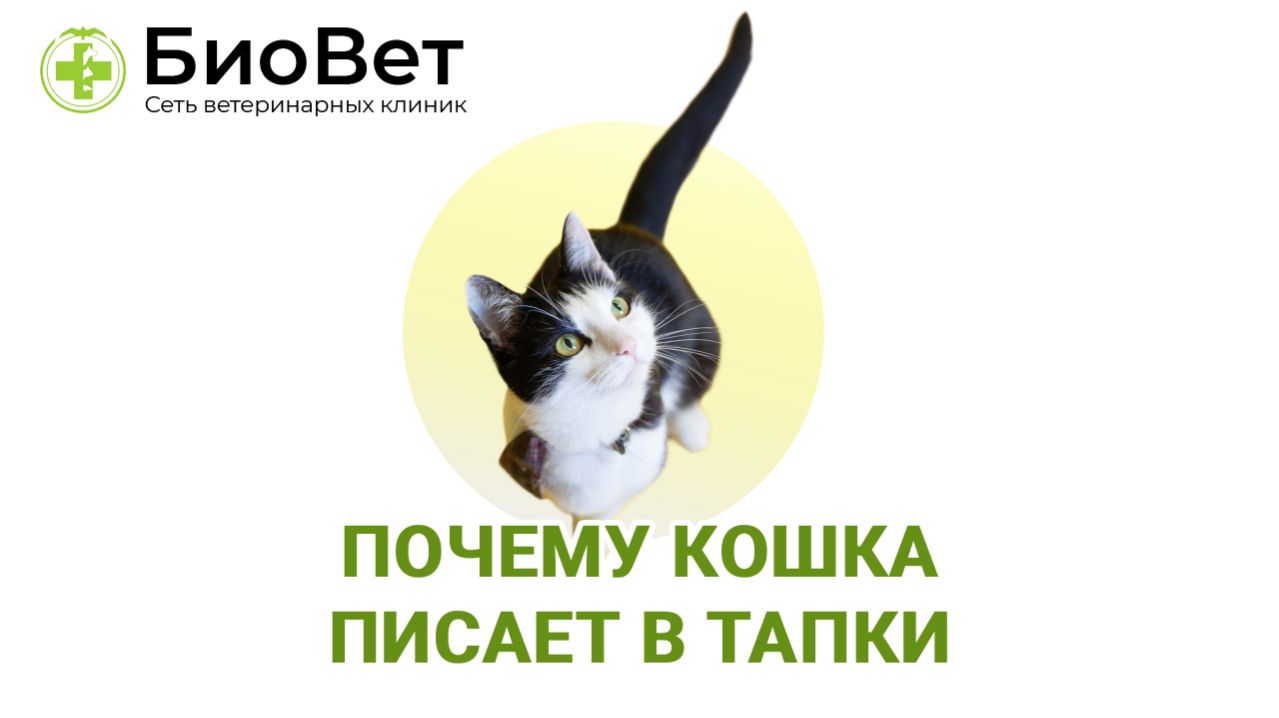 Почему кошка писает в тапки