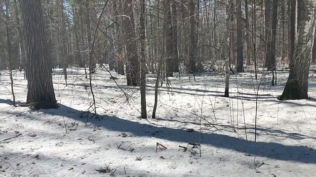 В лесу: современные войны - СВО 🇷🇺 и нападение на Иран 🇮🇷, к сравнению, вступление. Прокси-войны