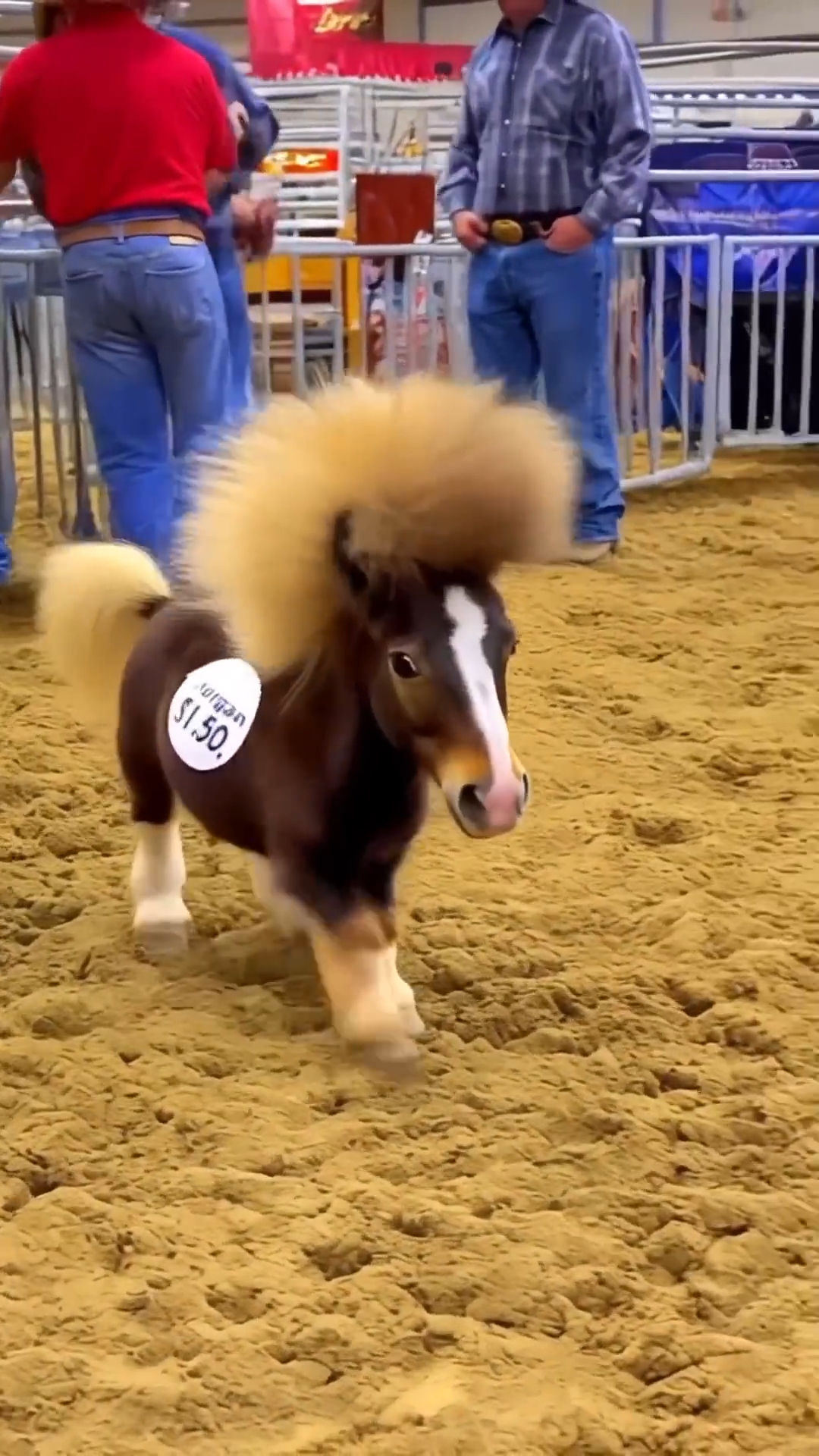 Конь мой во р о ной, С гри вой о гн е вой, Ты ве зи ме ня до мой, В та бор мой род ной 😼🫶😎