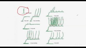 Уход за садом с Анастасией Борункова 7.4 14:00