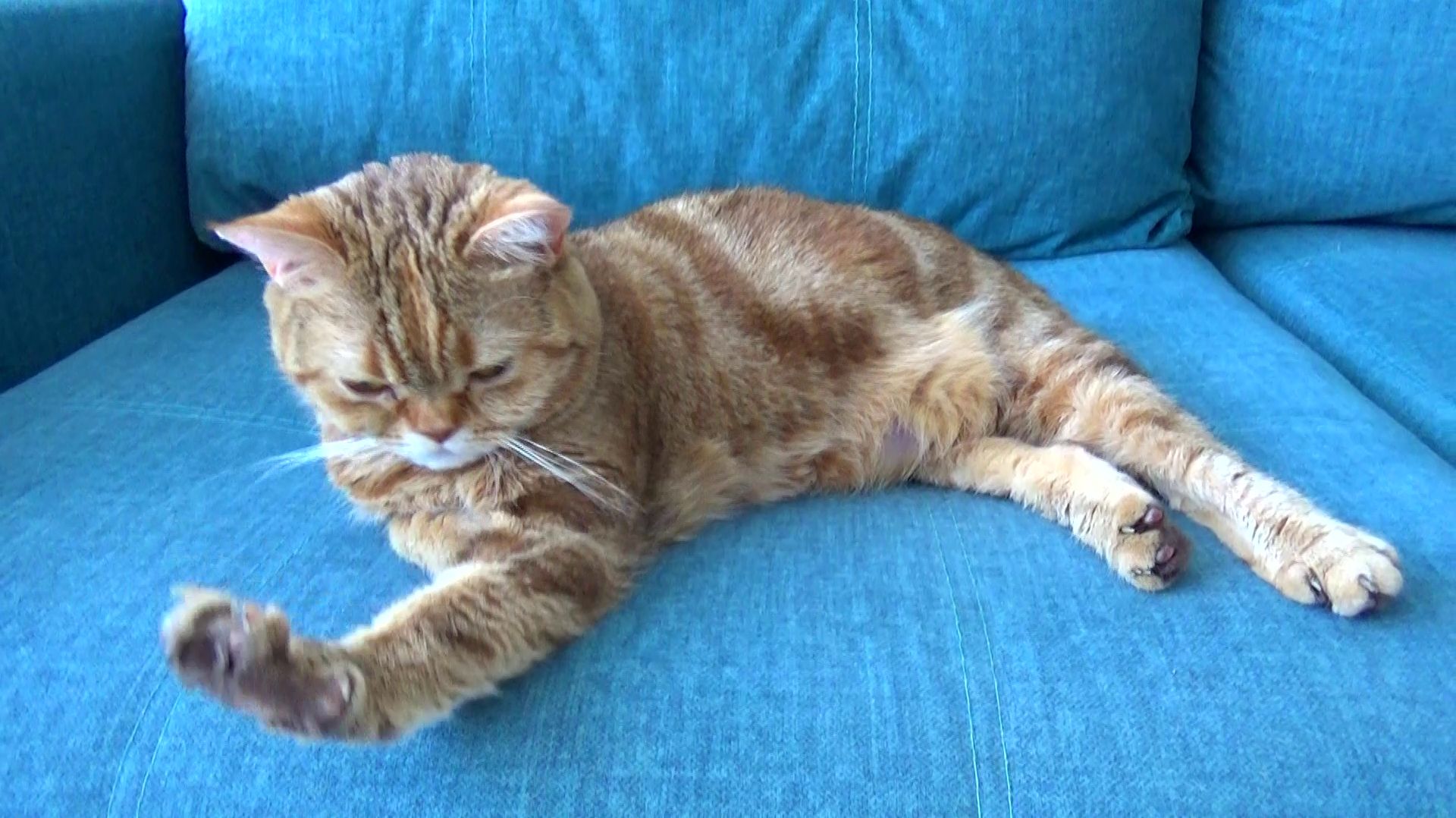 Мукбанг Кошка Лиса и Лук зеленый от Яновны. Не мукбанг.