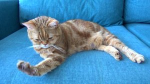 Мукбанг Кошка Лиса и Лук зеленый от Яновны. Не мукбанг.