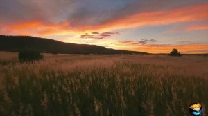 Не приносите мне цветы.mp4